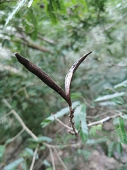 Calliandra caeciliae