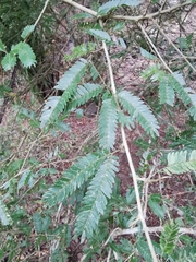 Calliandra caeciliae