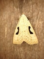 Herminodes subclara