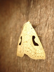Herminodes subclara