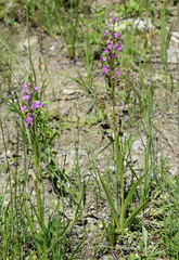 Dactylorhiza iberica