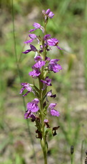 Dactylorhiza iberica