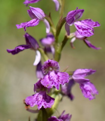 Dactylorhiza iberica
