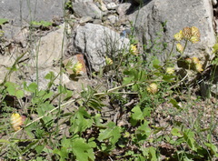 Anthyllis vulneraria polyphylla