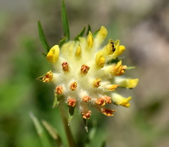 Anthyllis vulneraria polyphylla