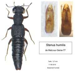 Stenus humilis