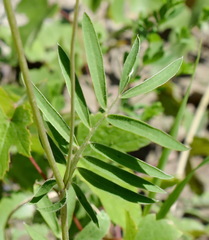 Anthyllis vulneraria polyphylla