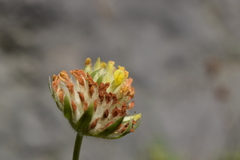 Anthyllis vulneraria polyphylla