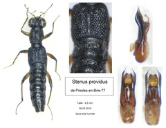 Stenus providus