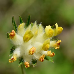Anthyllis vulneraria polyphylla