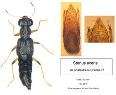 Stenus aceris