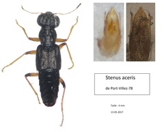 Stenus aceris