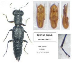 Stenus argus