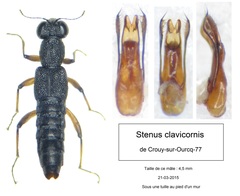 Stenus clavicornis