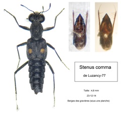 Stenus comma