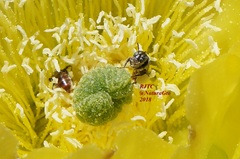 Macrotera