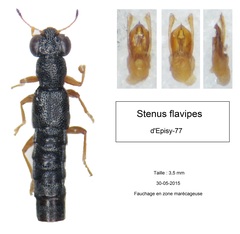 Stenus flavipes