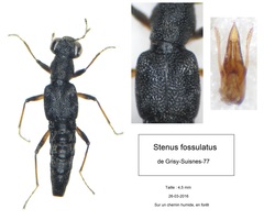 Stenus fossulatus