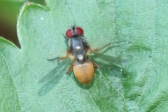 Fannia fasciata