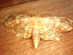 Hypolamprus