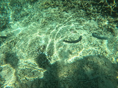 Holothuria leucospilota