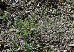 Centaurea sarandinakiae