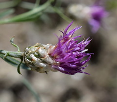 Centaurea sarandinakiae
