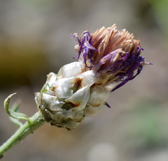 Centaurea sarandinakiae