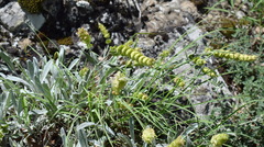 Sideritis catillaris