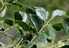Celtis planchoniana