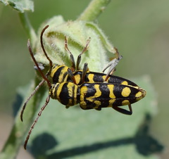 Plagionotus bobelayei