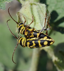 Plagionotus bobelayei