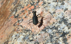 Myriochila semicincta