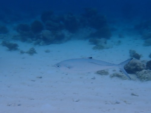 Lesser Queenfish — seen at this dive site