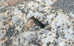 Myriochila semicincta