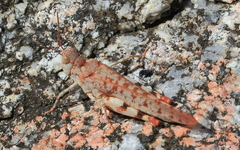 Sphingonotus erythropterus