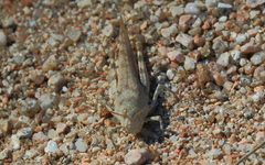 Sphingonotus erythropterus