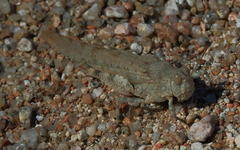 Sphingonotus erythropterus