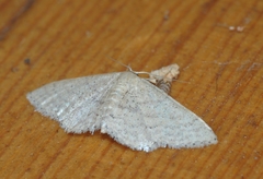 Idaea obsoletaria