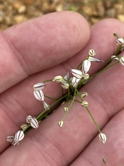 Eriospermum bakerianum subsp. tortuosum image