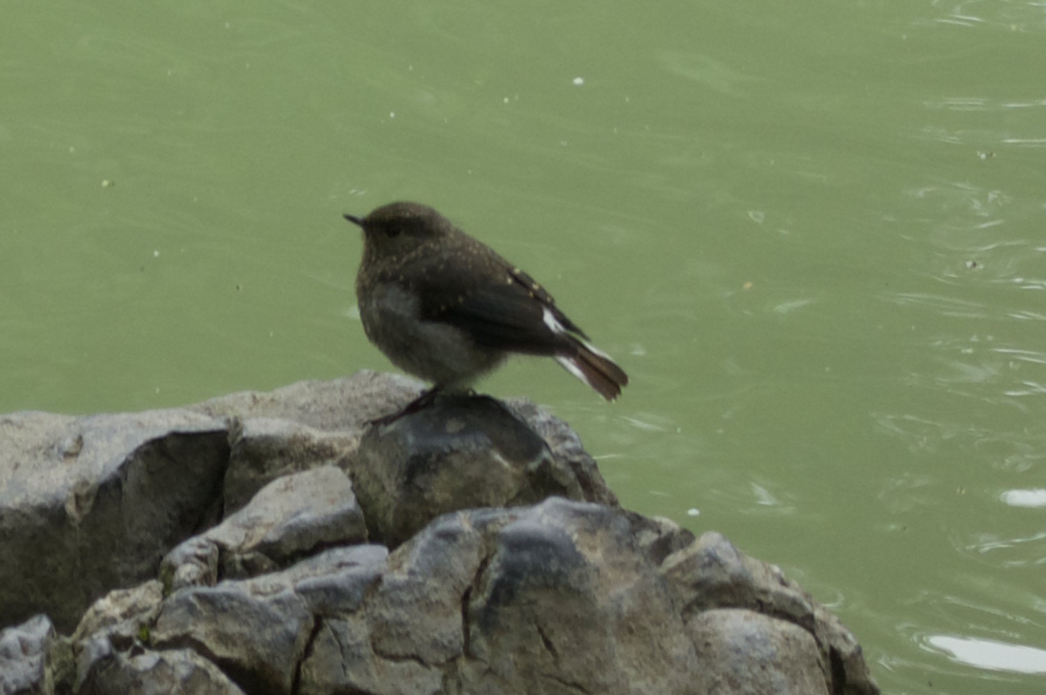 Plumbeous Water Redstart