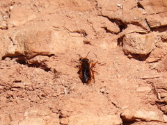 Rhodanthidium