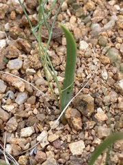 Eriospermum bakerianum subsp. tortuosum image
