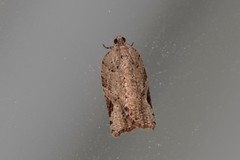Meritastis ursina