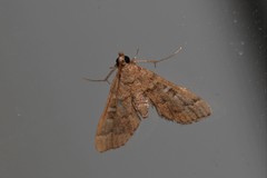 Nacoleia rhoeoalis