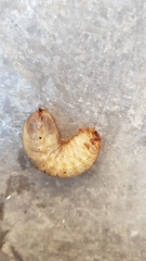 Scarabaeoidea
