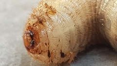 Scarabaeoidea