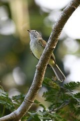 Myiopagis viridicata