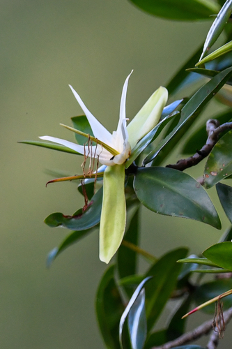 Pelliciera rhizophorae Triana & Planch.