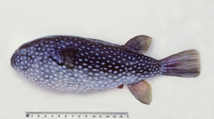 Arothron firmamentum